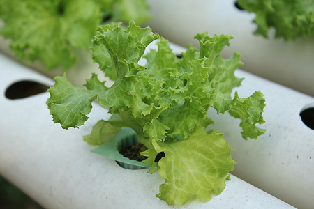 Organic vegetables.の写真素材