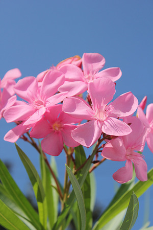 Flowers oleanders.