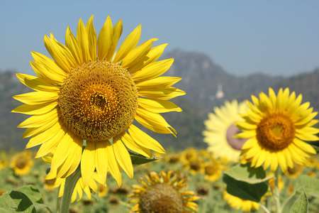 sunflower.の写真素材