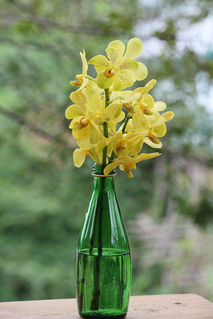 Orchids.の写真素材