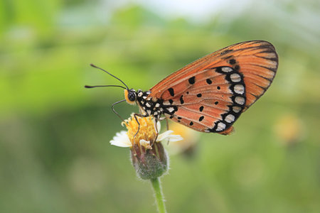 Butterflies.