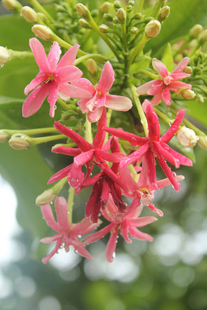 Sweet Hand flowers.