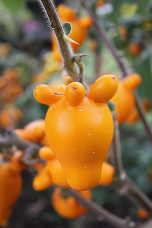 Eggplant Plants.の写真素材