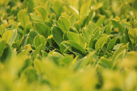 Grass flowers.の写真素材