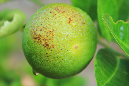 Lemon greenの写真素材