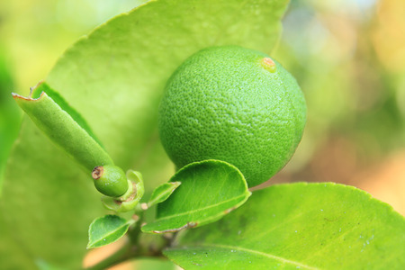 Lemon greenの写真素材