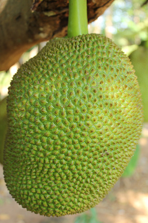 Jack fruit