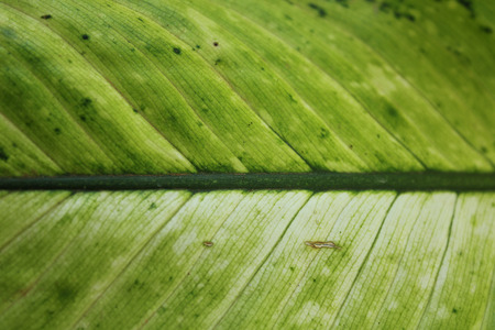 Green leaf background abstract of nature