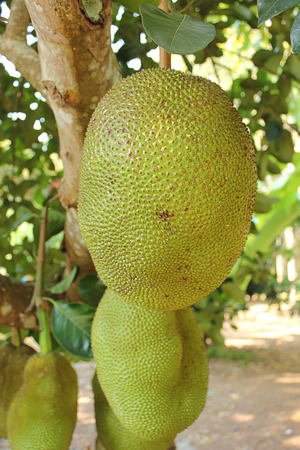 Jack fruit