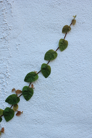 Green creeper plant on wallの写真素材