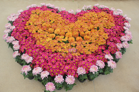 Chrysanthemum.の写真素材