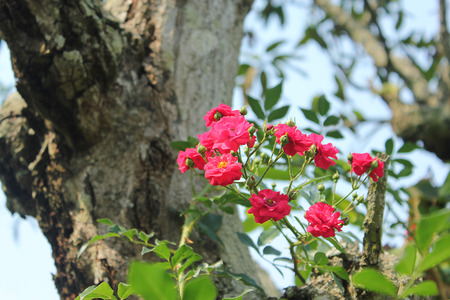 red rose on tree beautiful botany in a garden.の写真素材