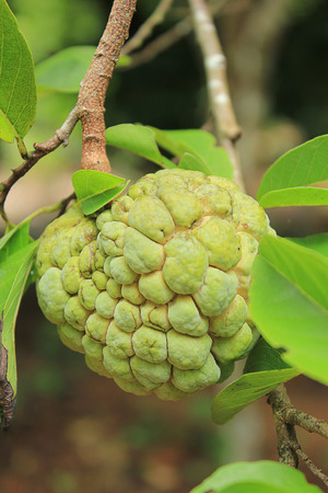 custard apple on treeの写真素材
