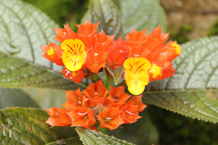 Chrysothemis pulchellaの写真素材