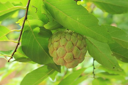 custard apple on treeの写真素材