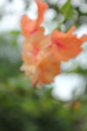 Hibiscus flowers blurの写真素材