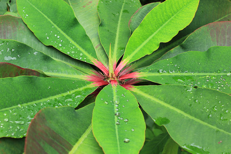 water drop on green leafsの写真素材