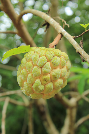 custard apple on treeの写真素材