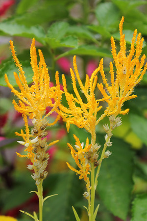 cockscomb flowers,yellowの写真素材