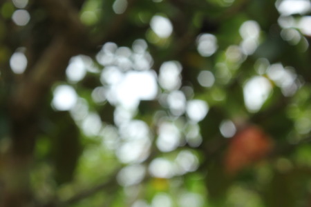 Trees blurred bokehの写真素材