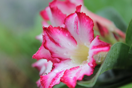 Tropical flower Pink Adenium. Desert rose.の写真素材
