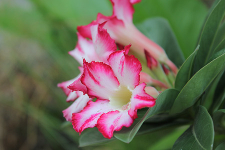Tropical flower Pink Adenium. Desert rose.の写真素材