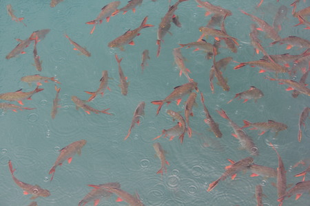 Fish with green water background,top view ,Selective Focusの写真素材