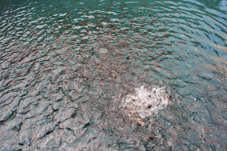 Fish food fightの写真素材