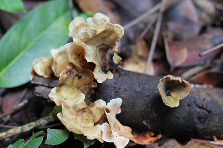 Mushroom grow on treesの写真素材