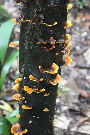 Mushroom grow on treesの写真素材