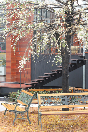 Chairs in the parkの写真素材
