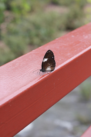 Butterfly rail steel bridgeの写真素材