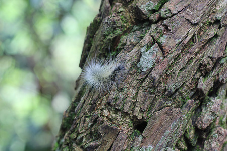 Worm on the treeの写真素材