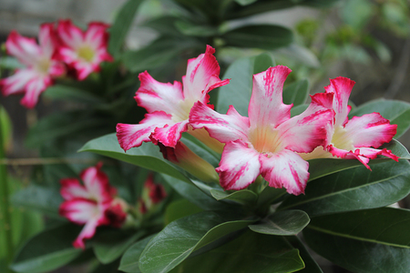 Tropical flower Pink Adenium. Desert rose.の写真素材