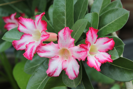 Tropical flower Pink Adenium. Desert rose.の写真素材