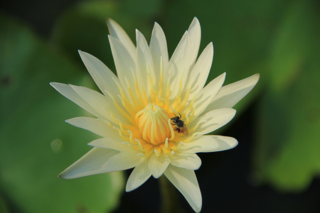 White lotus with beeの写真素材