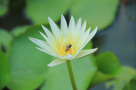 White lotus with beeの写真素材