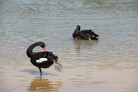 Couple of loving black swans are swimming on the lakeの写真素材