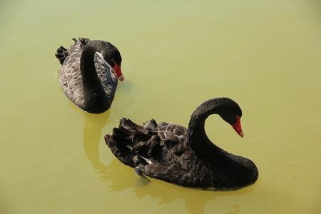 Couple of loving black swans are swimming on the lakeの写真素材
