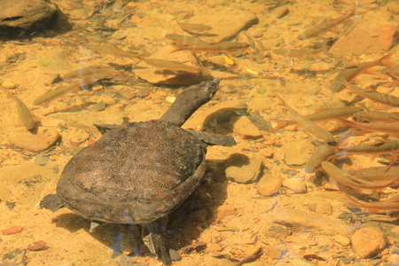 Snapping turtle in the river