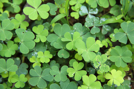 Four leaf backgroundの写真素材