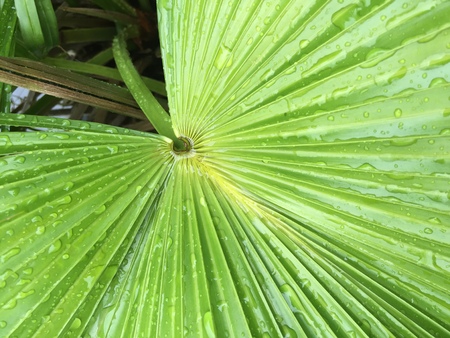 Water drops on green palm leaf backgroundの写真素材