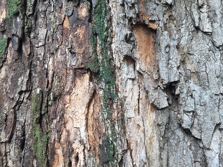 Tree texture backgroundの写真素材
