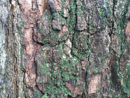 Tree texture backgroundの写真素材