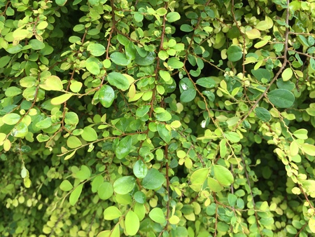 Low key of Green leaf background