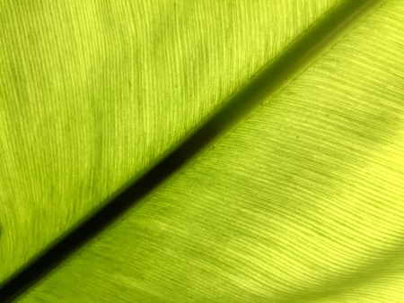 Green plant background,Banana leaf