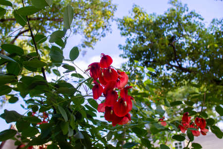 Kaikozu blooming in a Japanese park (Deigo, U.S.A.)の写真素材
