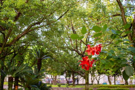 Kaikozu blooming in a Japanese park (Deigo, U.S.A.)の写真素材