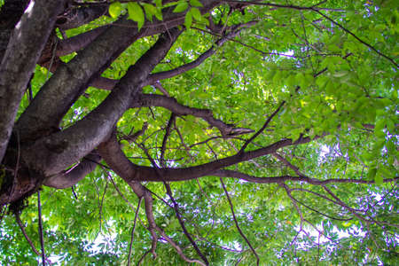 Trees with beautiful sunlight through the trees