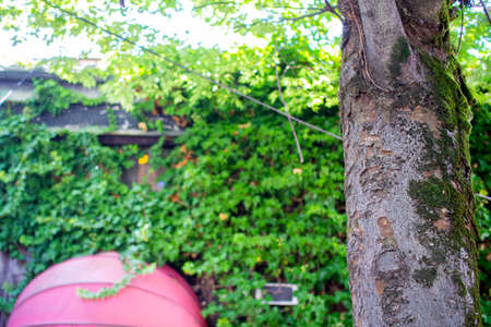 Trees with beautiful sunlight through the treesの写真素材